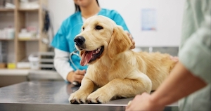 Low-Cost Pet Insurance for Low-Income Families in 2026